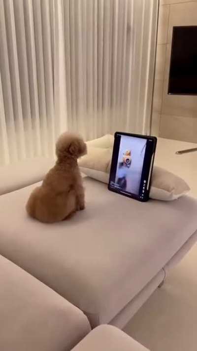 Doggie Bottle Opener