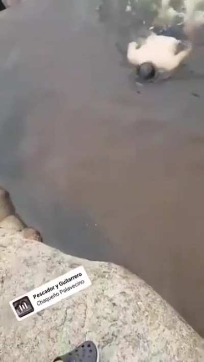 Strange Fishes