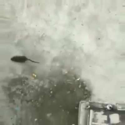 Malphite Q’s Twitch