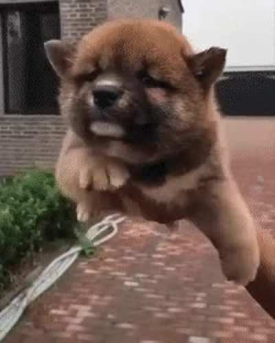 A graceful baby
