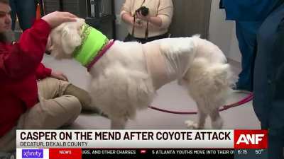 A Georgia Sheep Dog Is Lucky To Be Alive After Killing Eight Coyotes In A Vicious Fight That Lasted At Least 30 minutes