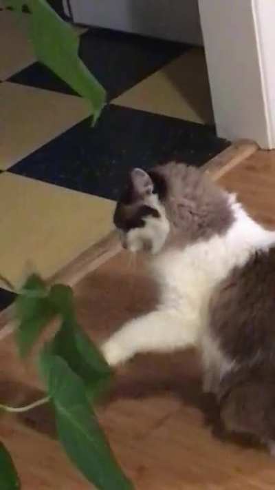 Touch Tha Leaf