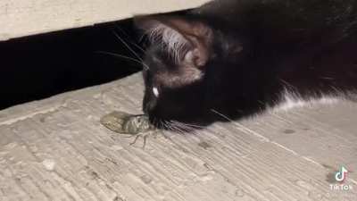 No worries, the cicada was saved!