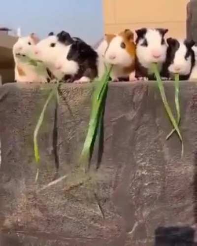 There’s some kind of metaphor here....
