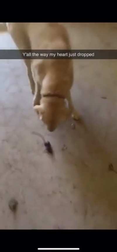 The mouse may have lived but she died