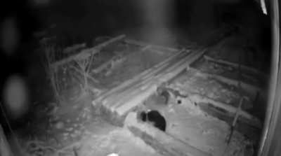 Wolf kills guard dog and drags it into the darkness