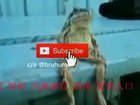 wtff frog tiannamen? bruh الموت لجميع أعدائي