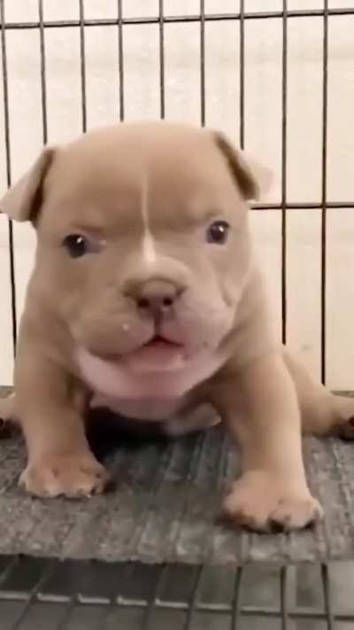 Angry pittie pup