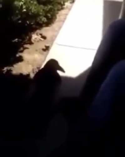Crow says fuck you