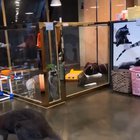 The Raccoon Can't Jump