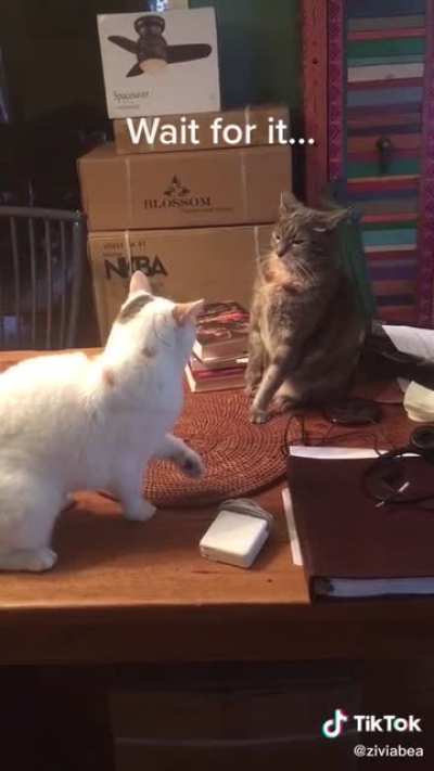 Meow before the ow