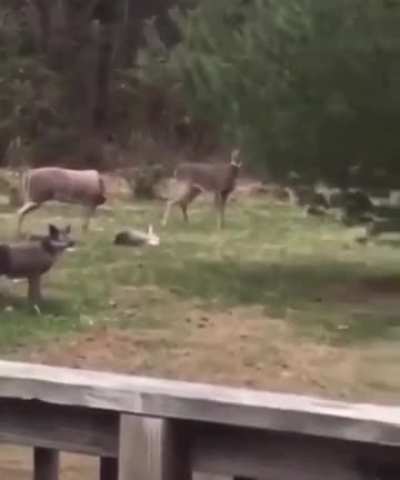 Oh deer