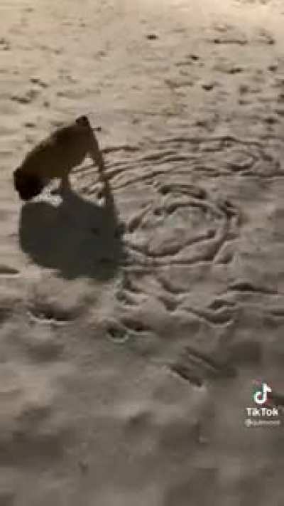 Cachorro artístico