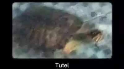 Tutel: 0 ATK, 0 DEF, NaN HP. +100 Distraction