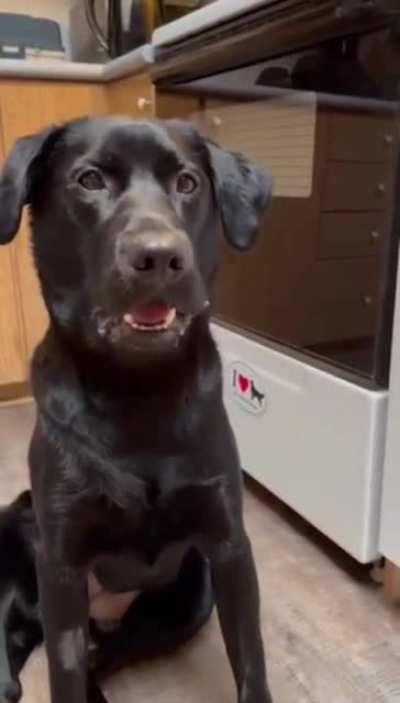To feed a dog mango