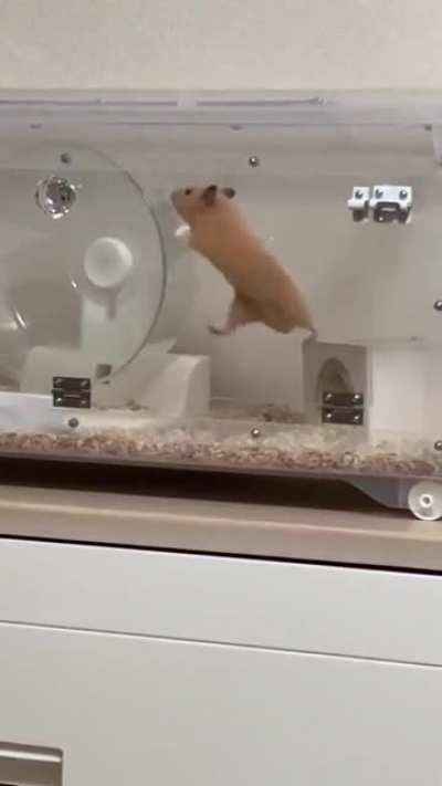 This hamster many need training on how to use the wheel