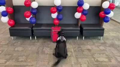 Explosive detection canine TTirado got an awesome reward after his final bag search before retirement!