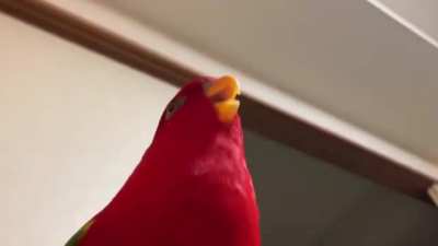 Yahoooo