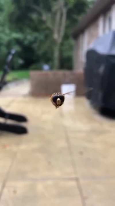 Not the bee!