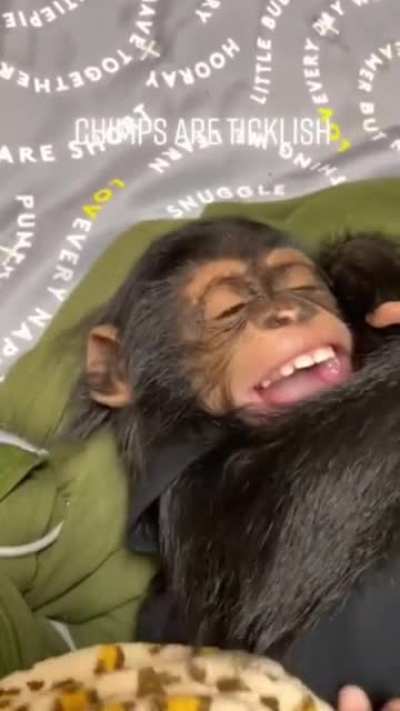 Baby Chimp is Ticklish
