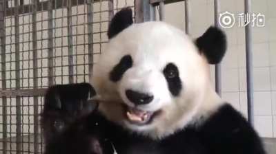 Have you seen a panda eating bamboo shoots before?