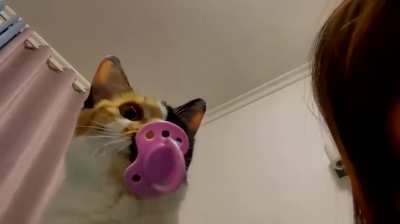 Gato chupetão
