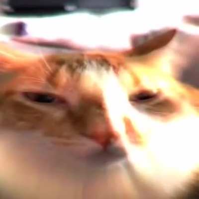 here's some more silly cats being silly little guys