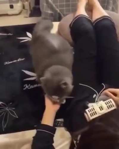 Cat trusting her owner with newborns!