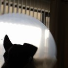 Not even the cone of shame could slow her down