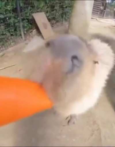 capybara