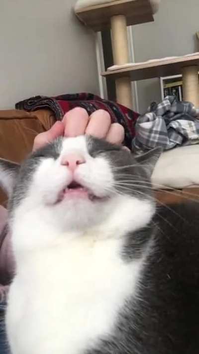 Pink nose pets