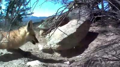 Attacking a skunk