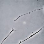 Neurons