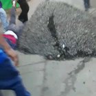 This hitman killed a bus driver and was then captured by the people who took justice. It happened in Honduras.
