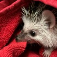 spike cronches towel post bath