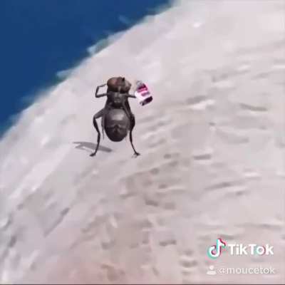 MikePenceFly