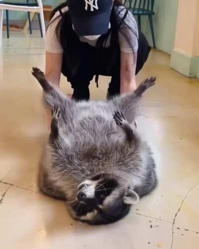 Absolute chonker