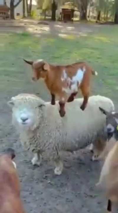 Woole