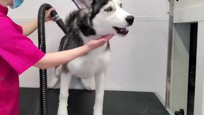 Perfectly Cut Husky
