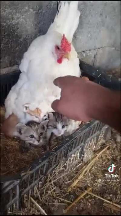 What the cluck?