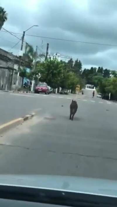 Jabalí en Melo