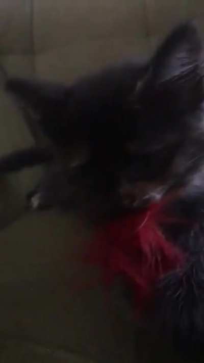 Ferocious kitten
