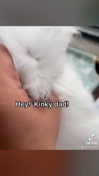 Cat milk