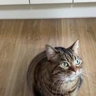 Звуки жирной корей<wbr>ской кошки