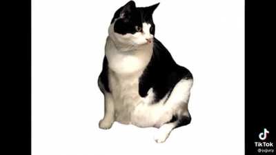 You’re a douche-cat, douche-cat, do-do-do-do~