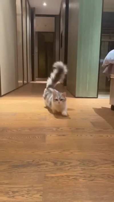 Fluff is minding his own business