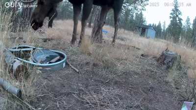 Bull moose kneels down to drink out of the water trough