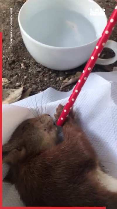 This guy acted fast when he found a squirrel having a seizure