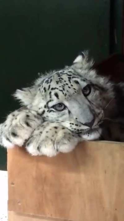 Котик