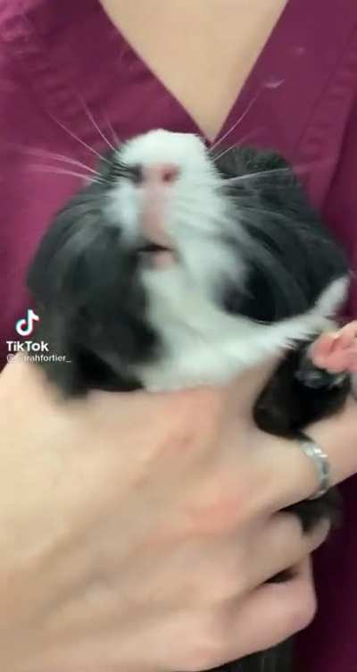 Oh no, he hates it